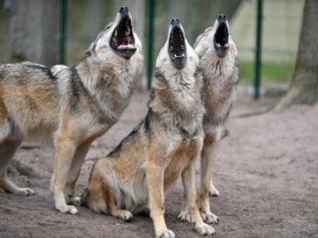 Offenbar Wolf im Vogtland gesichtet - 