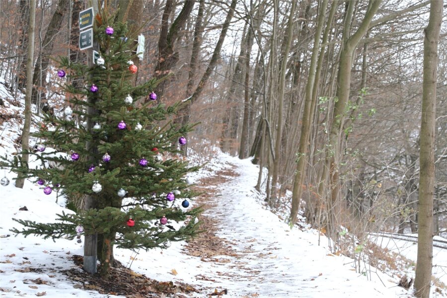 Oh Tannenbaum: Schon zum zehnten Mal gibt es den Weihnachtsbaumpfad von Kunnersdorf - Entlang des Weihnachtsbaumpfades in Kunnersdorf stehen viele geschmückte Bäumchen.