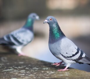 Opfer des Lockdowns: Muss Zwickau in Zukunft die Stadttauben füttern? - Die Vögel finden wegen des Lockdowns immer weniger zu fressen - muss man sie deswegen besonders schützen? 