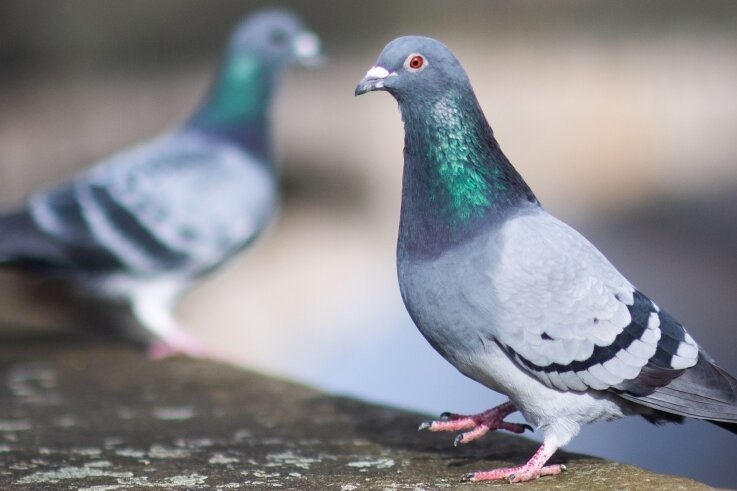 Opfer des Lockdowns: Muss Zwickau in Zukunft die Stadttauben füttern? - Die Vögel finden wegen des Lockdowns immer weniger zu fressen - muss man sie deswegen besonders schützen? 