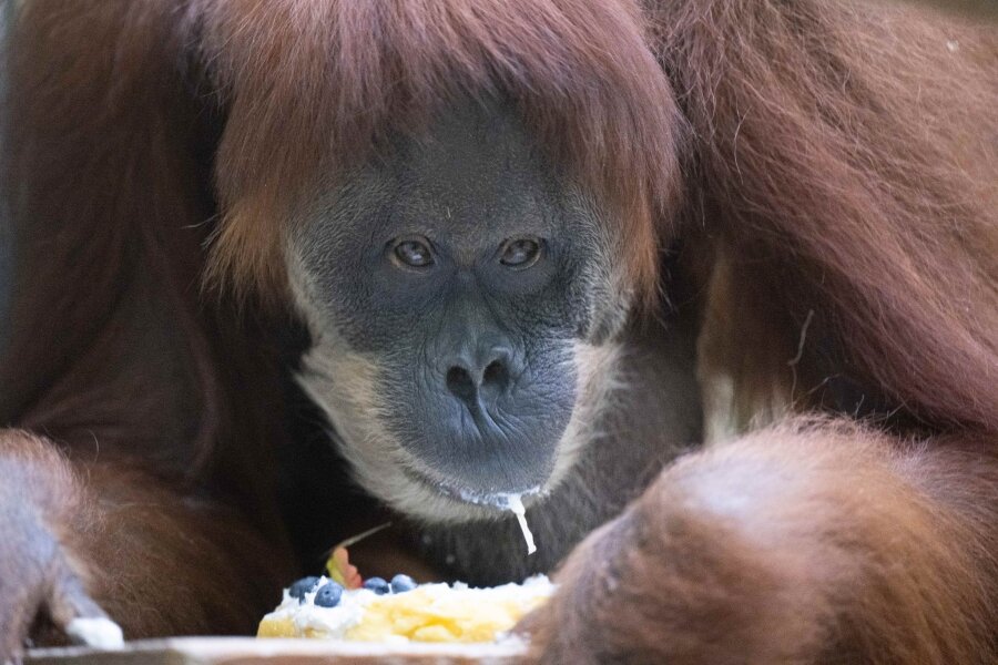 Orang-Utan-Haus im Zoo Dresden eröffnet: Rekord-Investition - Das Orang-Utan-Weibchen Djudi sitzt im Zoo Dresden in ihrem Gehege und frisst einen Kuchen.