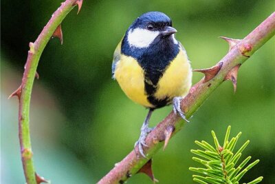 Ornithologe erklärt bei Wanderung Vogelstimmen im Erzgebirge - Um Singvögel wie die Kohlmeise geht es bei der Vogelstimmenwanderung. 