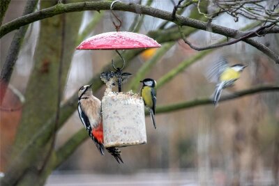 Ornithologen treffen sich in Plauener Baumpark zur Vogelzählung - Neben Kohlmeisen waren auch Buntspechte zu beobachten.