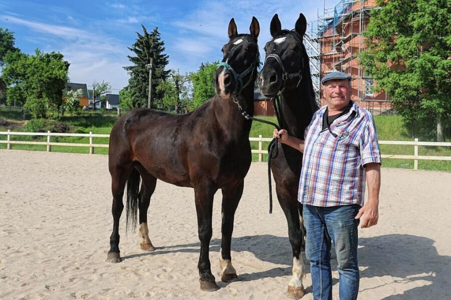 Ortmannsdorf: Unger-Bauer lässt am Samstag nicht die Puppen, sondern die Pferde tanzen - Dieter Unger mit Valentin (links) und Lotse. Mit diesen beiden Schweren Warmblütern tritt er am Samstag zur Pferdenacht auf. 