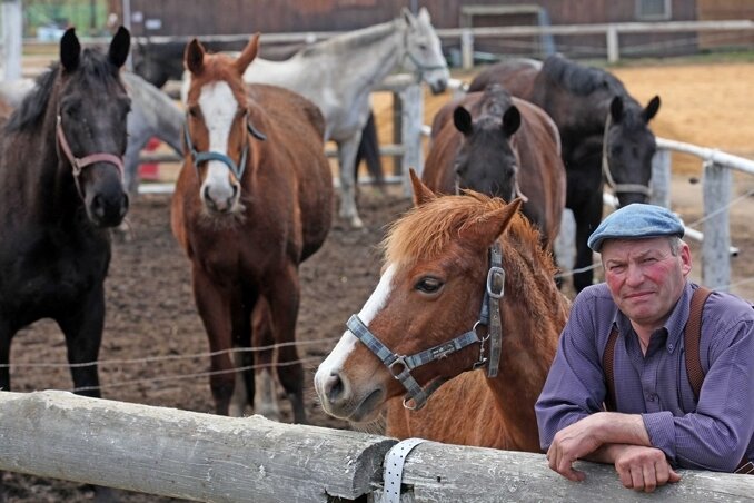 Ortmannsdorfer will keine Pferdesteuer zahlen - Dieter Unger schaut skeptisch. Er hat 34 Pferde auf seinem Hof, davon 20 eigene. Die Pferdesteuer wäre für ihn eine riesige Belastung.