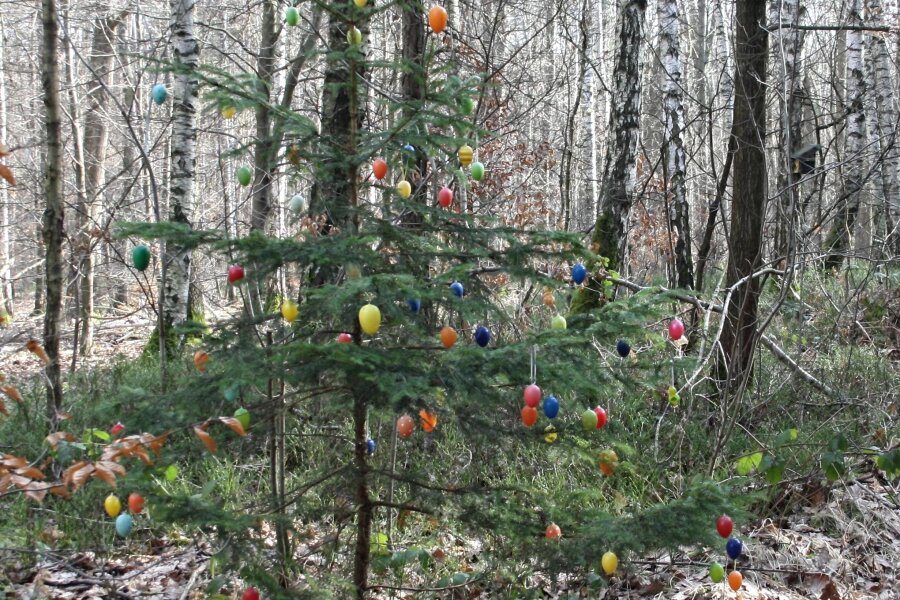Osterschmuck im Wald bei Dänkritz erfreut Wanderer - Ein Baum im Harthwald überrascht mit bunten Ostereiern.