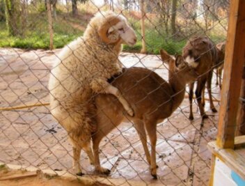 Paar aus Schafbock und Reh soll zusammen bleiben dürfen - Die ungewöhnliche Liebesbeziehung zwischen einem Schafbock und einem Reh hat in China die Herzen etlicher Internetnutzer erwärmt. Sie überfluteten den Tierpark mit Bitten, die beiden trotz des umstrittenen Paarungsverhaltens nicht zu trennen.