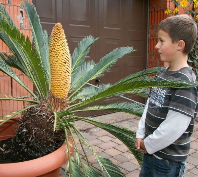 Palme treibt imposanten Blütenkolben - 
              <p class="artikelinhalt">Der kleine Eddy schaut ungläubig auf die Palme, die bereits so groß ist, dass sie ihren Topf sprengt. </p>
            