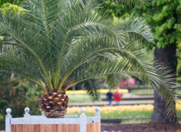 Palmen aus Freibad gestohlen - Zeugen gesucht - 