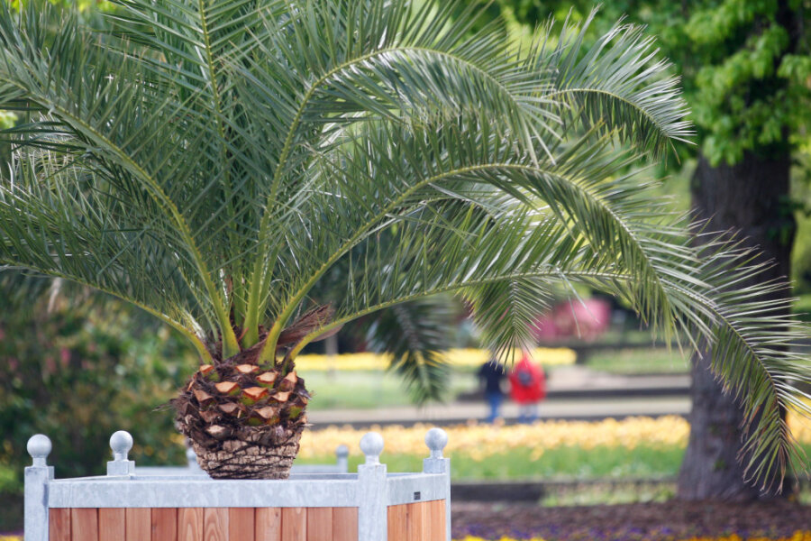 Palmen aus Freibad gestohlen - Zeugen gesucht - 