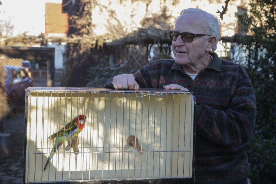 Papagei zugeflogen - Besitzer gesucht - Der Hartmannsdorfer Gerd Krämer hat einen zugeflogenen Papageien bei sich aufgenommen. Nun sucht er den Besitzer des bunten Vogels.
