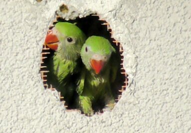 Papageien retten totgeglaubte Küken - 