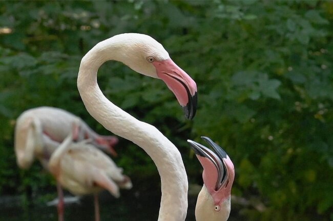 Queere Liebe: Flamingos leben sowohl in hetero- als auch homosexuellen Beziehungen. 