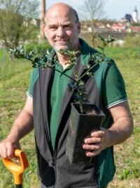 Penig bekommt einen neuen Stadtwald - Olaf Kroggel vom DSW-Vorstand zeigt eine Europäische Stechpalme.