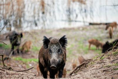 PFAS: Wildschweine helfen Leipziger Forschern beim Aufspüren von Giftstoffen - Wildschweine sind in Deutschland weit verbreitet, decken bei ihrer Futtersuche mehrere Quadratkilometer ab - und nehmen mit ihrer Nahrung auch Umweltgifte wie PFAS auf.