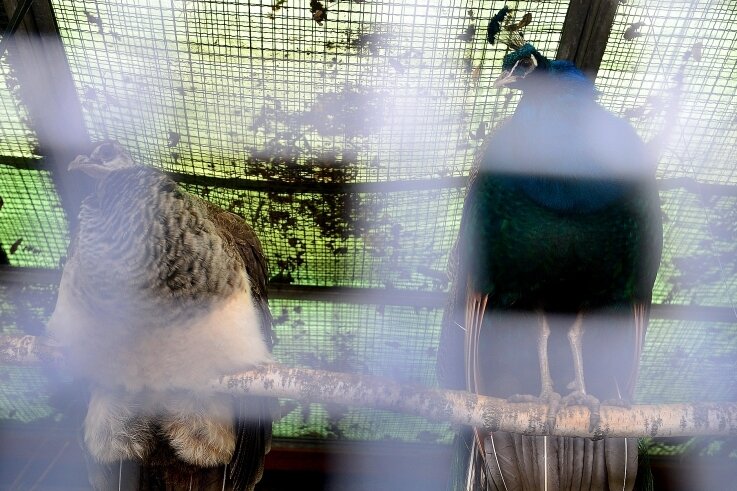 Pfauen sollen in neues Heim einziehen - Das Pfauenpaar soll in einer neuen Voliere am Schwanenteich bessere Bedingungen als in der jetzigen Unterkunft vorfinden. 