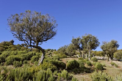 Pfeifen und Tabak als Teil der Kulturgeschichte - Der Baum: Die mediterrane Baumheide (Erica Arborea) liefert mit ihrem kieselsäurehaltigen Wurzelholz den Stoff, aus dem die Pfeifen sind.