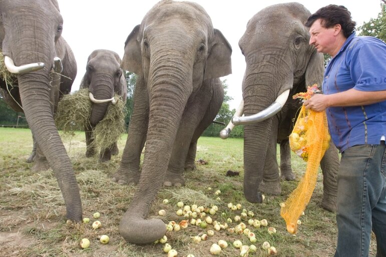 Zirkusdirektor mit Elefanten