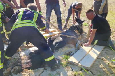 Pferd steckt bei Penig in Sandgrube fest: Feuerwehr und Tierarzt im Einsatz - Das Pferd war tief in die Sandgrube eingesunken. Um sich zu sichern, legten die Helfer Bretter aus.