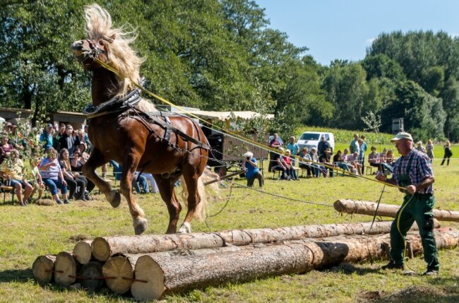 Pferd und Mensch beweisen ihr Geschick beim Holzrücken - 