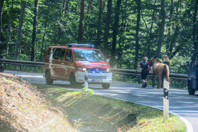 Pferd verirrt sich auf S 222 - Dieses Pferd spazierte am Mittwoch über die Staatsstraße 222 zwischen Aue und Bernsbach
