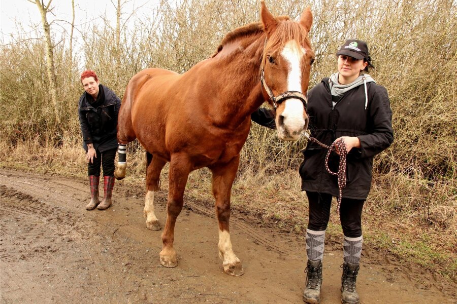 Pferd von Organisatorin der Bauernproteste im Vogtland angegriffen und verletzt - Der Angriff auf das Pferd von Fritzi Held (links), hier mit Tanja Turki, hätte dem Tier beinahe das Leben gekostet.