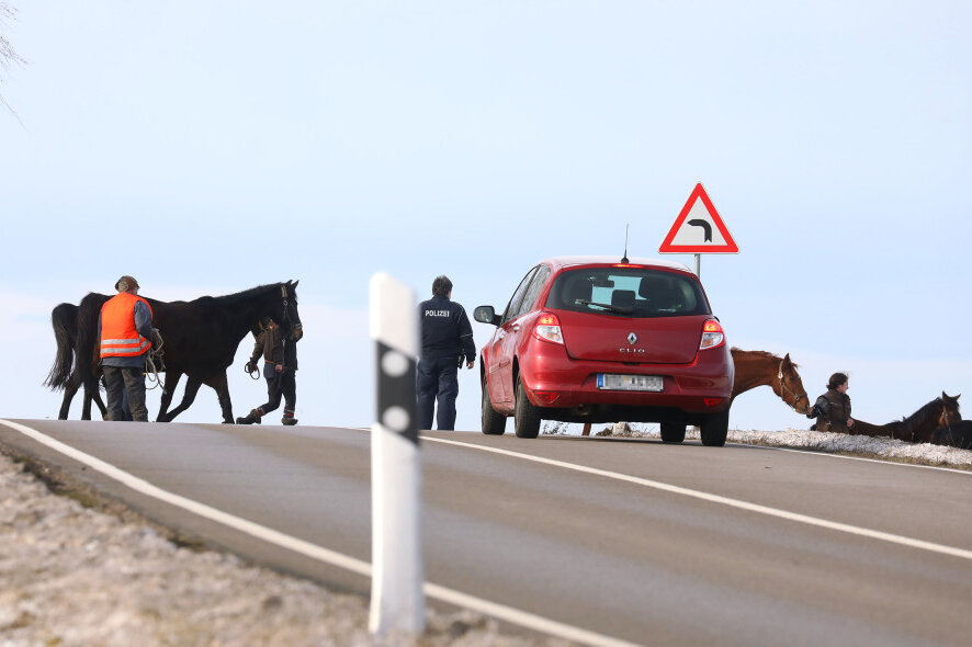 Pferde auf der Straße sorgen für Aufregung - 