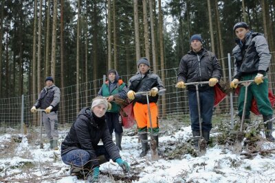 Pflanztrupp bringt neuen Wald in die Erde - Gabriela Iftime mit den rumänischen Mitarbeitern des Forstunternehmens A+E in Schönberg beim Pflanzen junger Buchen.