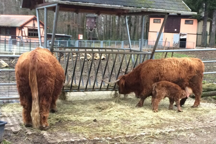 Pfleger entdecken am Morgen das erste Tierbaby des Jahres im Tierpark Limbach-Oberfroha - Pfleger entdeckten das neugeborene Schottische Hochlandrind am Samstagmorgen.