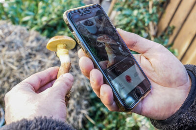 Pilzberater in Borstendorf warnt: Nie allein auf Pilz-Apps verlassen - Einfach fotografieren und Sekunden später gib's Infos zum Goldröhrling.