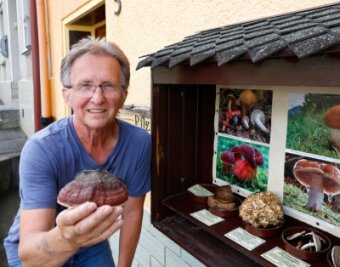 Pilzberater schlägt Alarm: Nur in einem Jahr gab es noch weniger Pilze - Pilzberater Werner Stolpe hat derzeit Mühe, seinen Schaukasten zu befüllen.