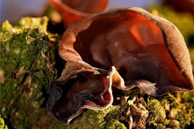Pilze im Winter: Was Experten jetzt im Wald entdecken - Das Judasohr wächst bevorzugt an Holunderbüschen.
