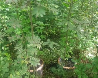 Pilzsammler finden Kübel mit Hanf - Die im Zeisigwald gefundenen Kübel mit den Hanfpflanzen.