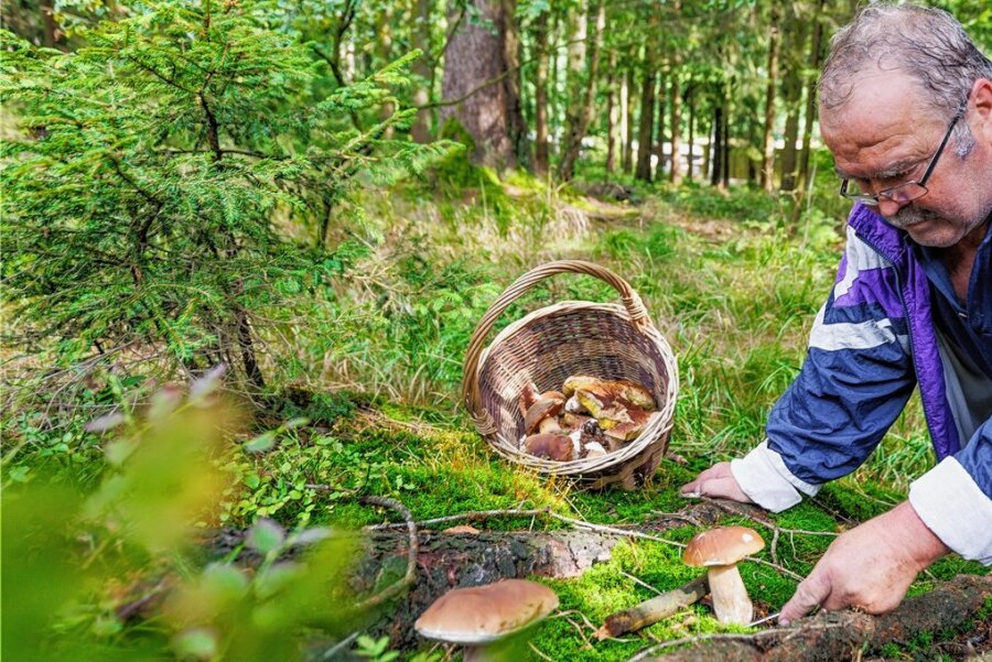 Pilzsammler freut sich über guten Saisonstart im Erzgebirge - 