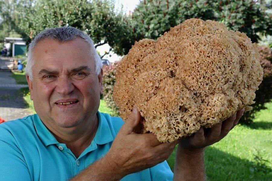 Pilzsammlerglück: Echt fette Henne im Wald bei Zwönitz entdeckt - Diese 3,4 Kilogramm schwere Krause Glucke, einen heimischen Speisepilz, entdeckte Bernd Rößler im Wald bei Zwönitz. 