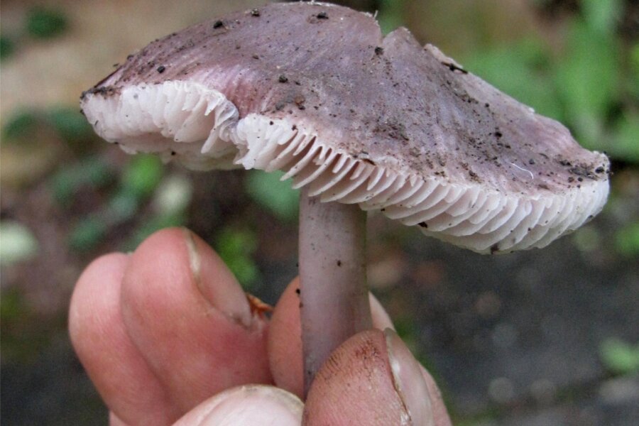 Pilzsucher starten in Geringswalde in die Hauptsaison - Pilzsammler könnten etwa auf den Rettichhelmling stoßen. Allerdings eignet der sich kaum für Speisezwecke.