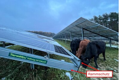Planung für Solarpark in Gornau wird konkret: Welche Rolle Rinder dabei spielen - Die Firma Münch Energie aus Oberfranken hat die Bewirtschaftung eines PV-Kraftwerkes mit Rindern erfolgreich getestet. Auch in Gornau ist diese Form der Agri-Fotovoltaik vorgesehen.