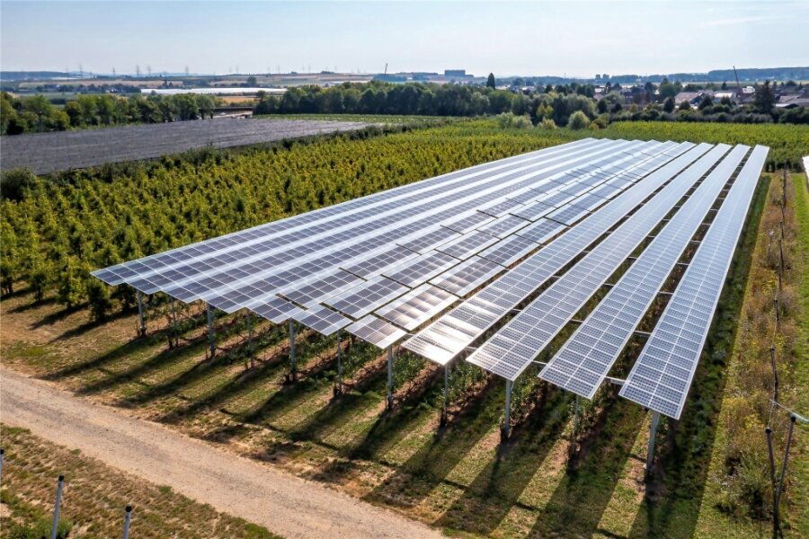Planungen für Solarpark in Raschau-Markersbach laufen - So ähnlich könnte es aussehen, wenn die Module der Solaranlage auf Ständern montiert sind.