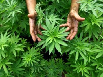 Plauen: 1,85 Kilogramm Marihuana gefunden - 