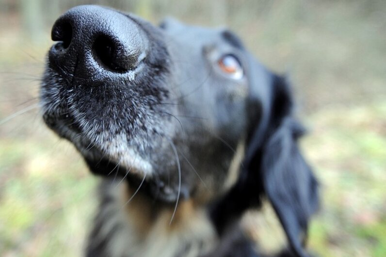 Plauen: Mann versucht Hund aus Tierheim zu stehlen - 