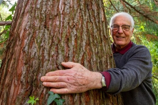Plauen plant etwas Großes: Mammutbäume für Schornsteine - Bernhard Weisbach im Weisbachschen Garten mit dem Küstenmammutbaum, den er vor 30 Jahren aus Hamburg nach Plauen mitgebracht hat. Mit der von ihm vorgeschlagenen Aktion, so hofft er, "kann Plauen Furore machen".