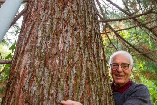 Plauen plant etwas Großes: Mammutbäume für Schornsteine - Bernhard Weisbach im Weisbachschen Garten mit dem Küstenmammutbaum, den er vor 30 Jahren aus Hamburg nach Plauen mitgebracht hat. Mit der von ihm vorgeschlagenen Aktion, so hofft er, "kann Plauen Furore machen".