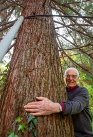 Plauen plant Großes: Mammutbäume in Aue - Bernhard Weisbach im Weisbachschen Garten mit dem Küstenmammutbaum, den er vor 30 Jahren aus Hamburg nach Plauen mitgebracht hat. Mit der von ihm vorgeschlagenen Aktion, so hofft er, "kann Plauen Furore machen".