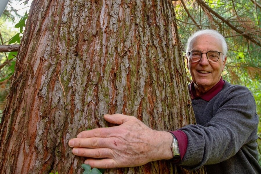 Bernhard Weisbach im Weisbachschen Garten mit dem Küstenmammutbaum, den er vor 30 Jahren aus Hamburg nach Plauen mitgebracht hat. Mit der von ihm vorgeschlagenen Aktion, so hofft er, "kann Plauen Furore machen".