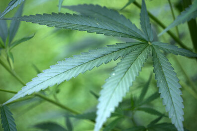 Plauen: Polizei findet Cannabis-Pflanzen in Wohnung - 