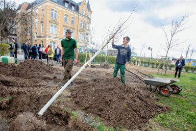 Plauen testet Bäume auf "Klima-Insel"  an der B 92 - Im April wurden an der Pausaer/Ecke Rückertstraße verschiedene Klimabäume gepflanzt. Die Stadtverwaltung will sie an der verkehrsreichen B92 auf ihre Tauglichkeit als Straßenbaum testen. 