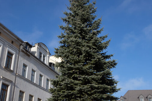 Plauener Budenzauber: In diesem Jahr 400 Besucher auf dem Altmarkt erlaubt - Der Baum für den Klostermarkt wurde am Freitag aufgestellt - eine Familie aus Kauschwitz hat die Fichte gespendet.