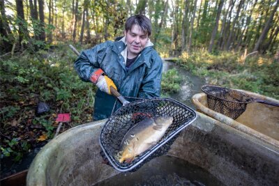 Plauener Fischereigenossenschaft büßt in ihren Teichen jeden zweiten Karpfen durch Raubfraß ein - Aus dem Mühlteich in Unterlosa wurden diese Woche stattliche Karpfen abgefischt.