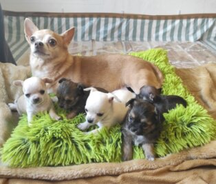 Plauener Hunde-Drama landet vor Gericht - Fünf kleine Welpen haben sich aus einer beschlagnahmten Zucht im Tierheim Plauen bislang ins Leben gekämpft. Fünf weitere Neugeborene hatten kein Glück. 