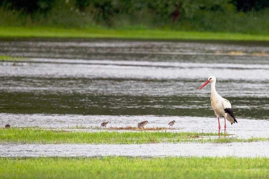 Auch das ist die Weiße Elster im Vogtland: die Elsterwiesen in Kürbitz werden von der Vogelwelt gern zur Nahrungssuche genutzt. 